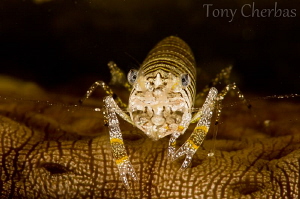 Bee of the Sea: Bumblebee Shrimp on a Sea Cucumber by Tony Cherbas 